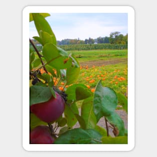 View of the Pumpkin Patch Sticker